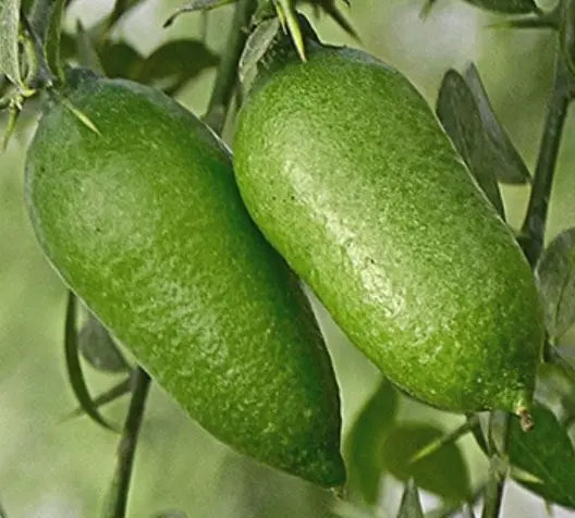 Plant Citron Caviar Citrus Australasica Jaune Microcitrus - Pot Diam 14Cm Sur C.Volkamariana