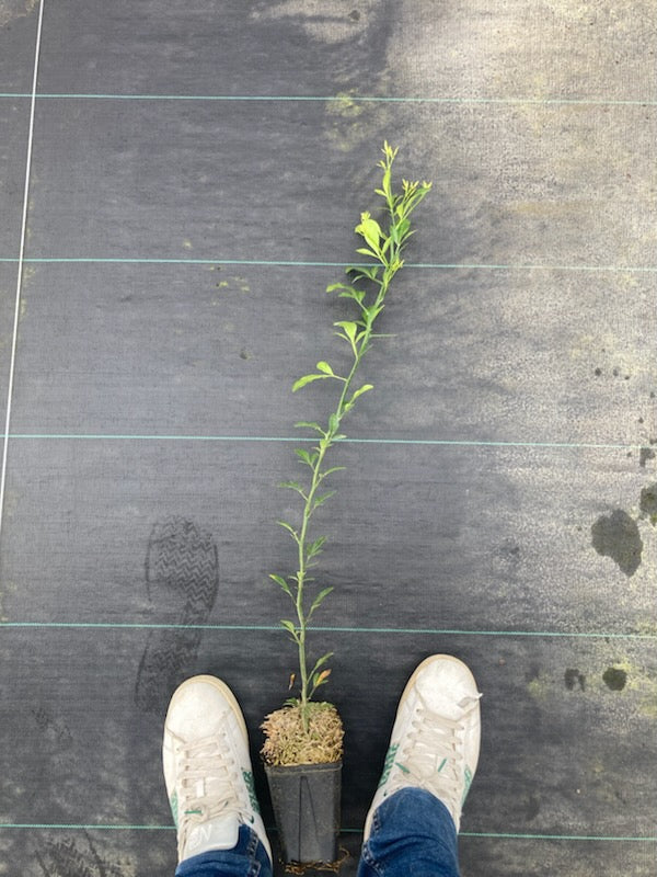 Porte Greffe FA5 racine nue prêt à greffer 60-80cm