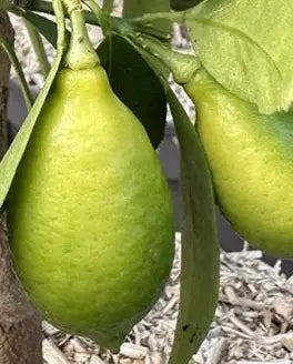 Plant Greffé de Limequat en pot de 14L