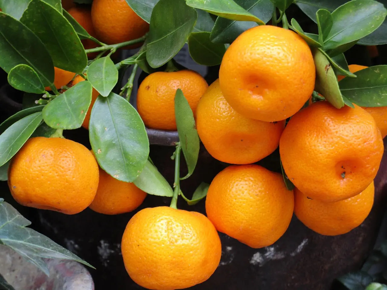 Plant Greffé de Mandarinier Satsuma Okitsu de 1,5 mètre en pot