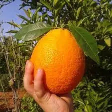 Plant Greffé Oranger Sanguinelli 1 mètre en Racines-nues