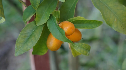 Plant Greffé de Kumquat en pot de 25L