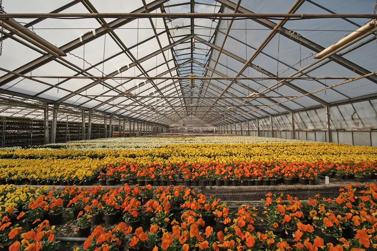 Fournisseur plants Agrumes Professionnel - plants pour pépinière – Page ...