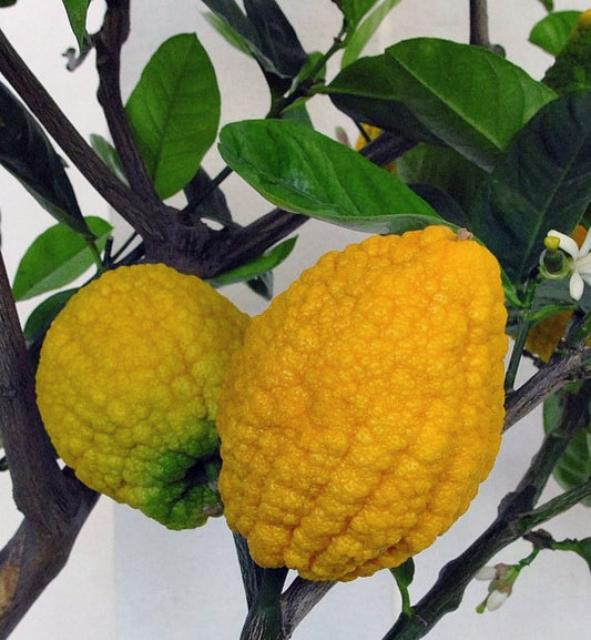 CITRUS (cédratier) medica Diamante sur Volkameriana - Pot 14 cm