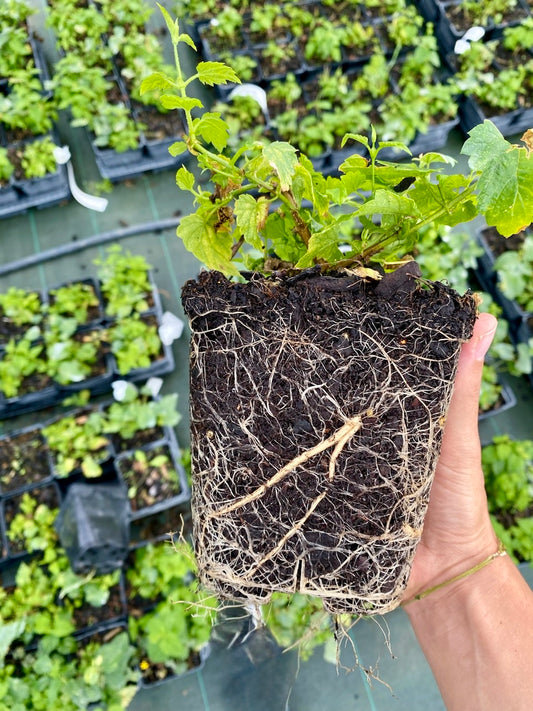 Plant de houblon variété Saaz pot 1L