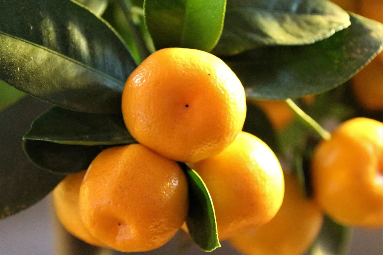 Plant Greffé de Calamondin en pot de 25L