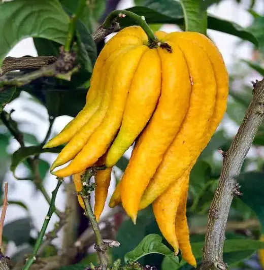 Plant Greffé de Main de Bouddha en pot de 25L