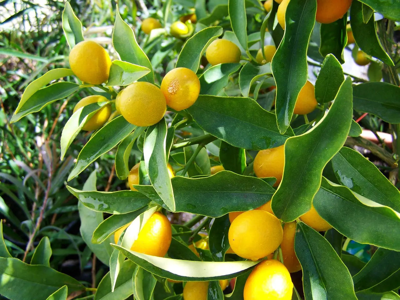 Plant Greffé de Citronnier Verna 1 mètre en Racines-nues