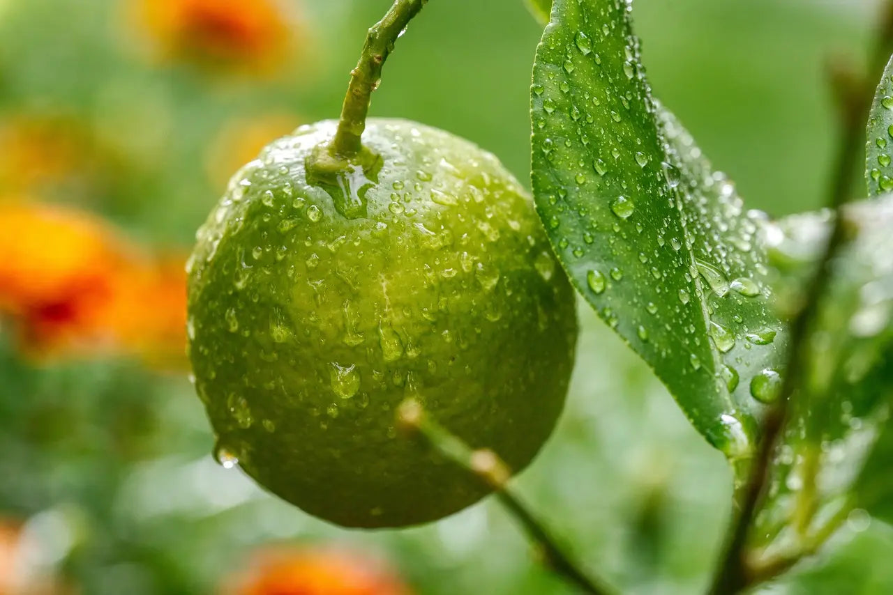 Plant Greffé de Citronnier Vert Bearss 1 mètre en Racines-nues