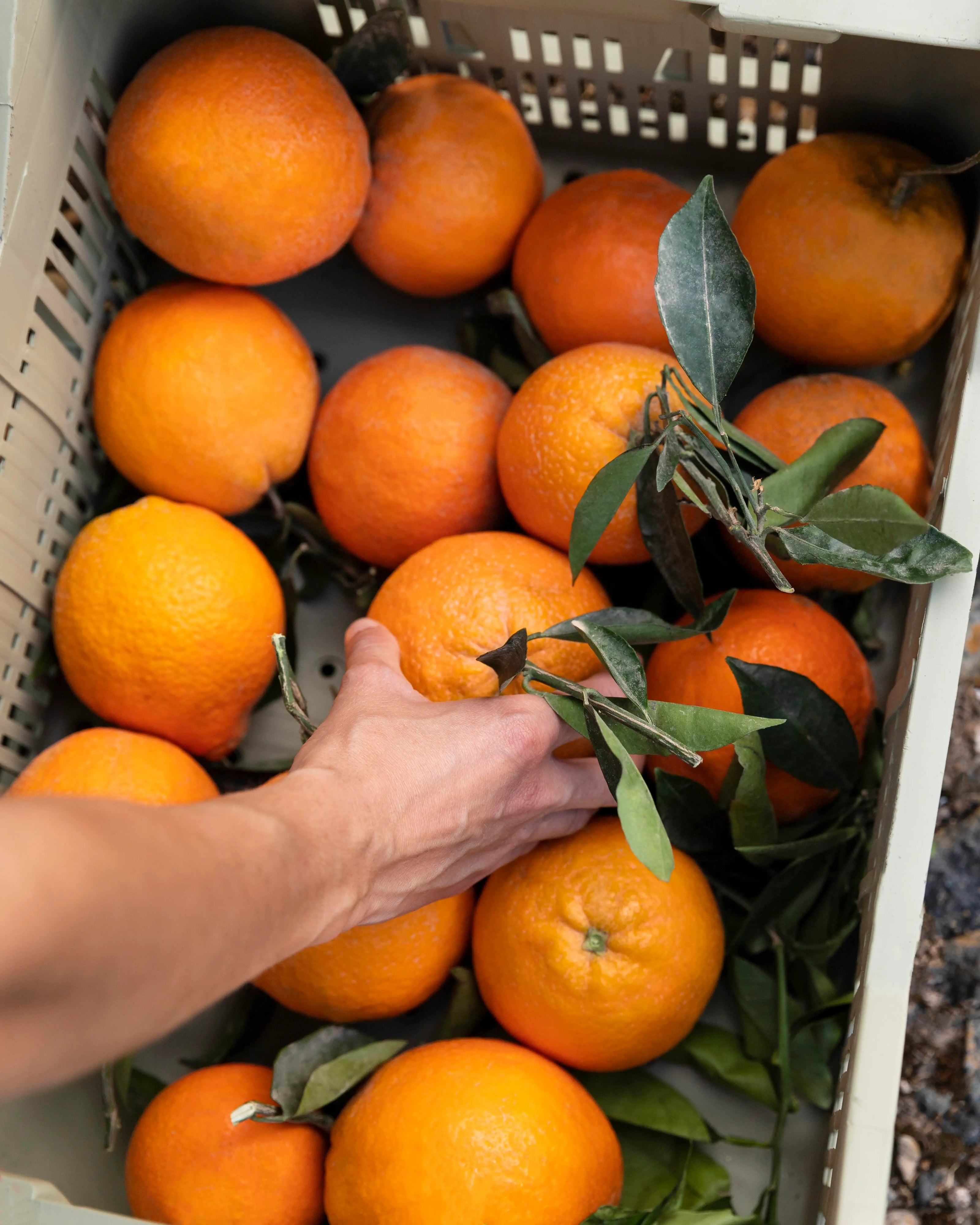 Plants d'agrumes pour Agrumiculteurs