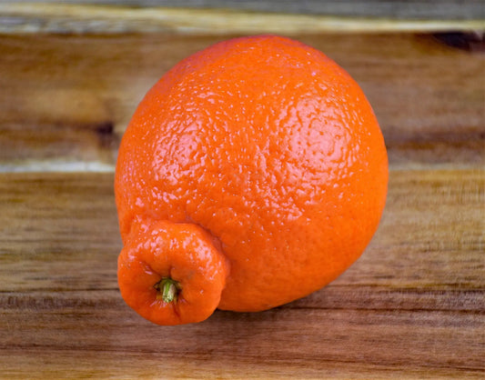 Plant Tangelo Citrus Tangelo Minneola - Pot Diam 14Cm Sur C.Volkamariana