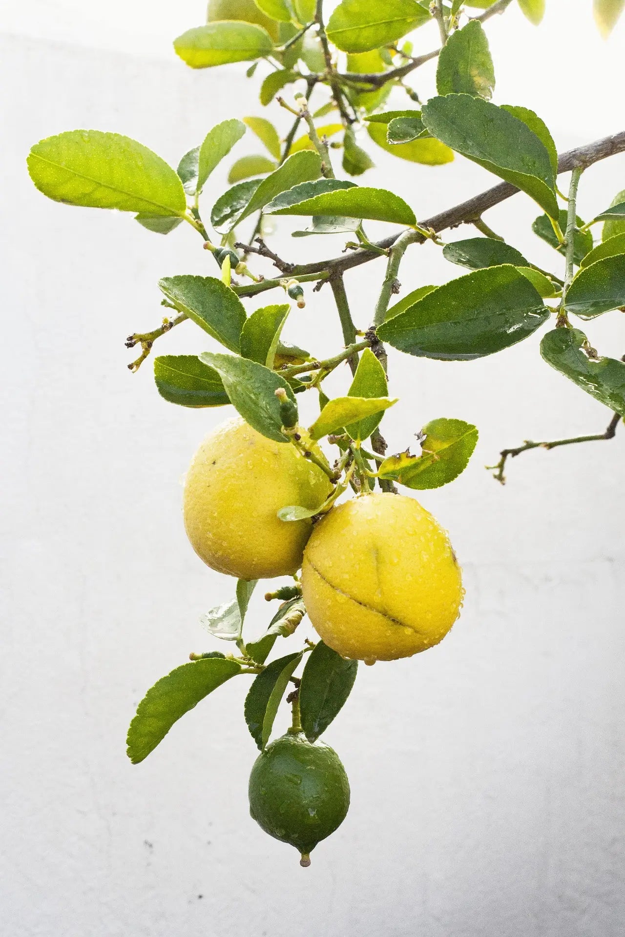 Plant Yuzu Citrus Junos - Pot Diam 14Cm Sur P.Trifoliata