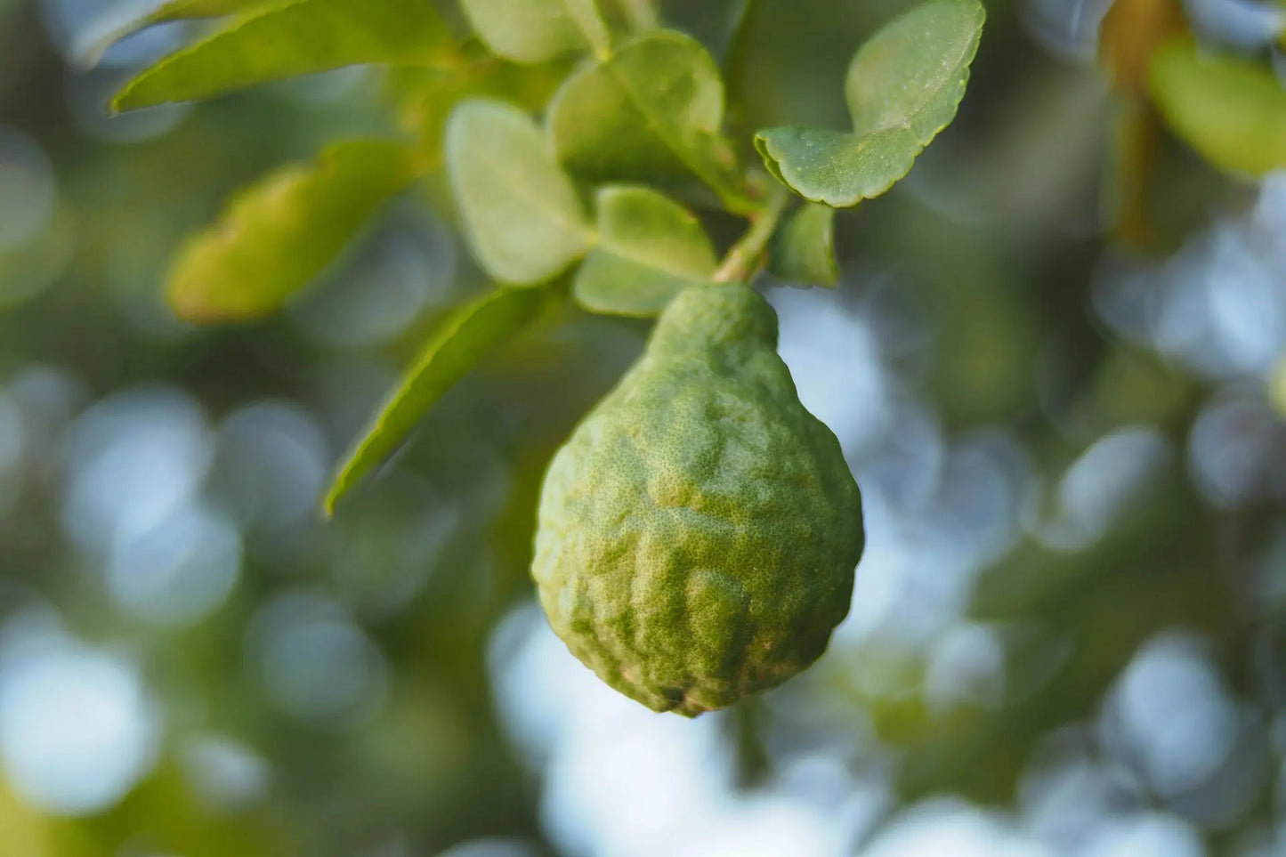 Plant Bergamotier Citrus Bergamia - Pot Diam 14Cm Sur P.Trifoliata